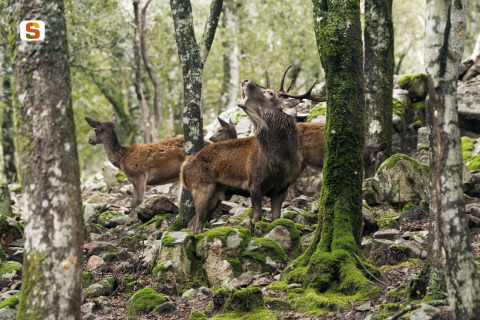 Cervo sardo in Bramito [480x320]