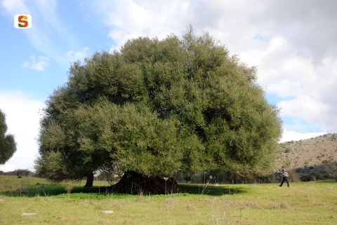 Bottida, albero di Oleastro monumentale [480x321]