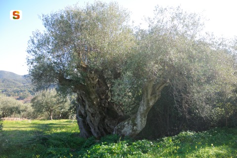 Villacidro, olivo monumentale [480x321]