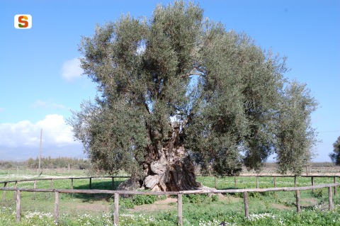 Villamassargia, olivo monumentale [480x319]