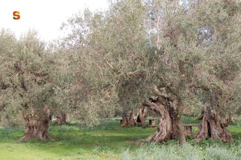 Villamassargia, olivo monumentale [480x319]