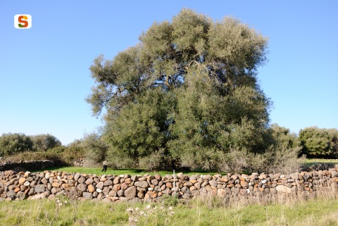 Cuglieri, albero di Oleastro monumentale [480x321]