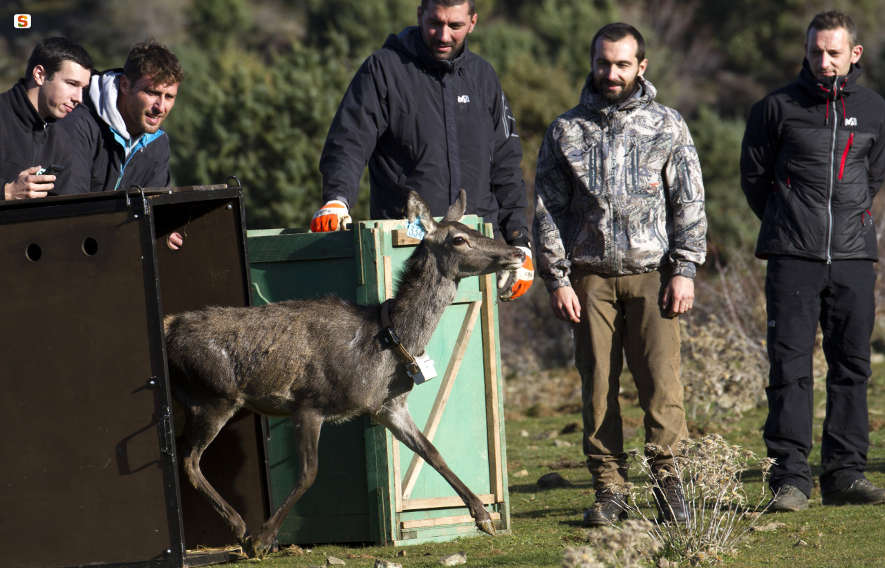 Rilascio cervo sardo in Corsica