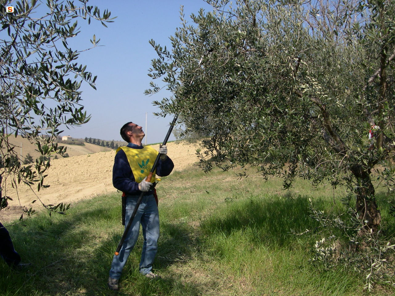 Potatura dell'olivo, concorso S'Ischimadorza