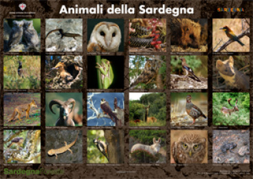 Poster Animali della Sardegna [368x261]