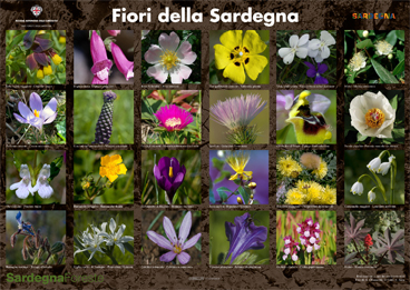 Poster Flora della Sardegna