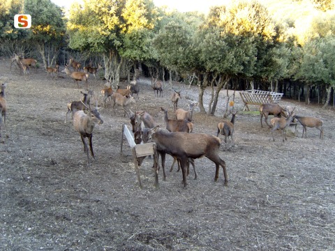 Foresta di Funtanamela, cervi nel recinto [480x360]