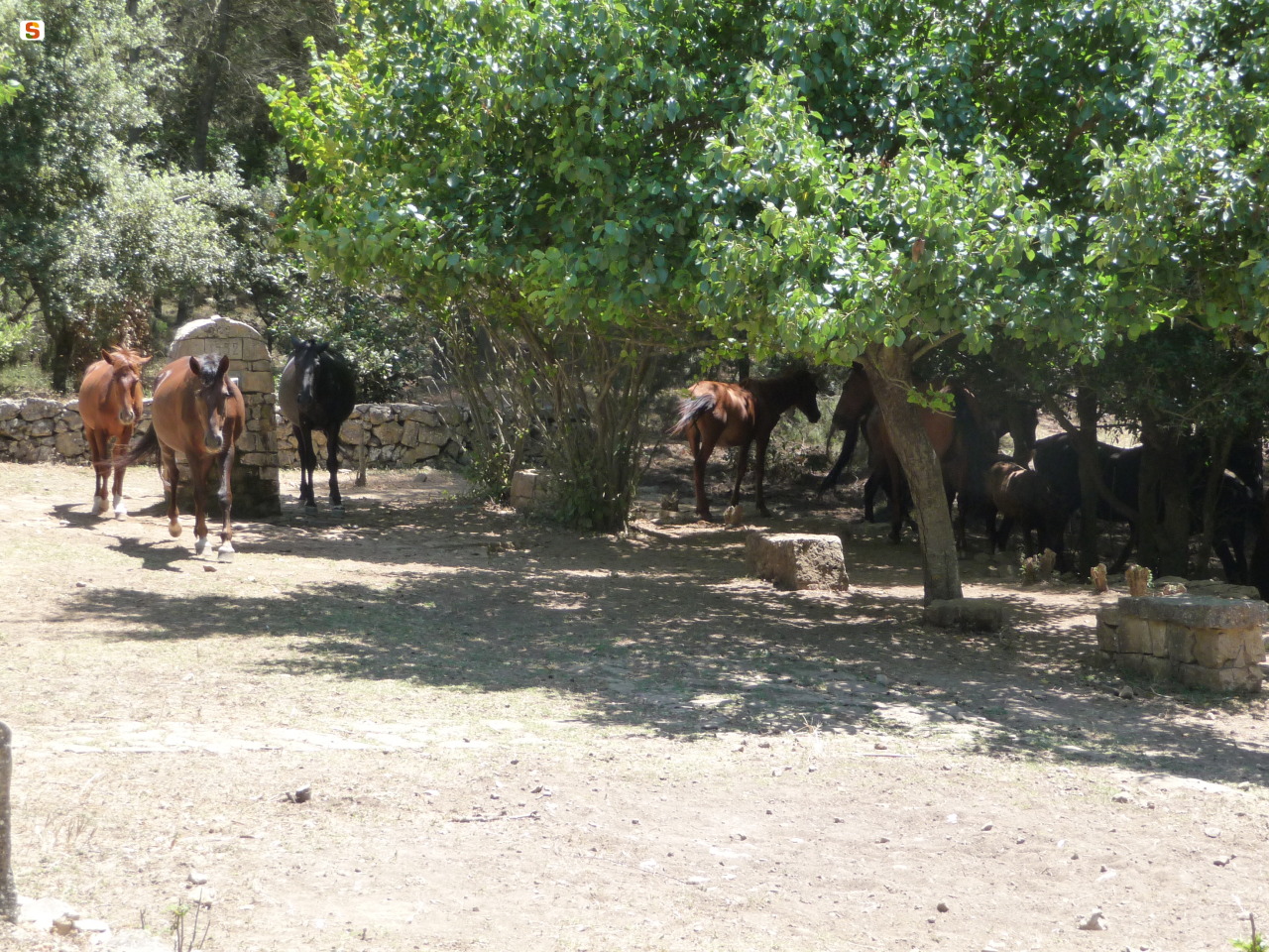 Cavalli nella foresta di Funtanamela