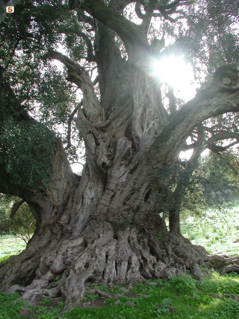 Luras, albero di olivo secolare