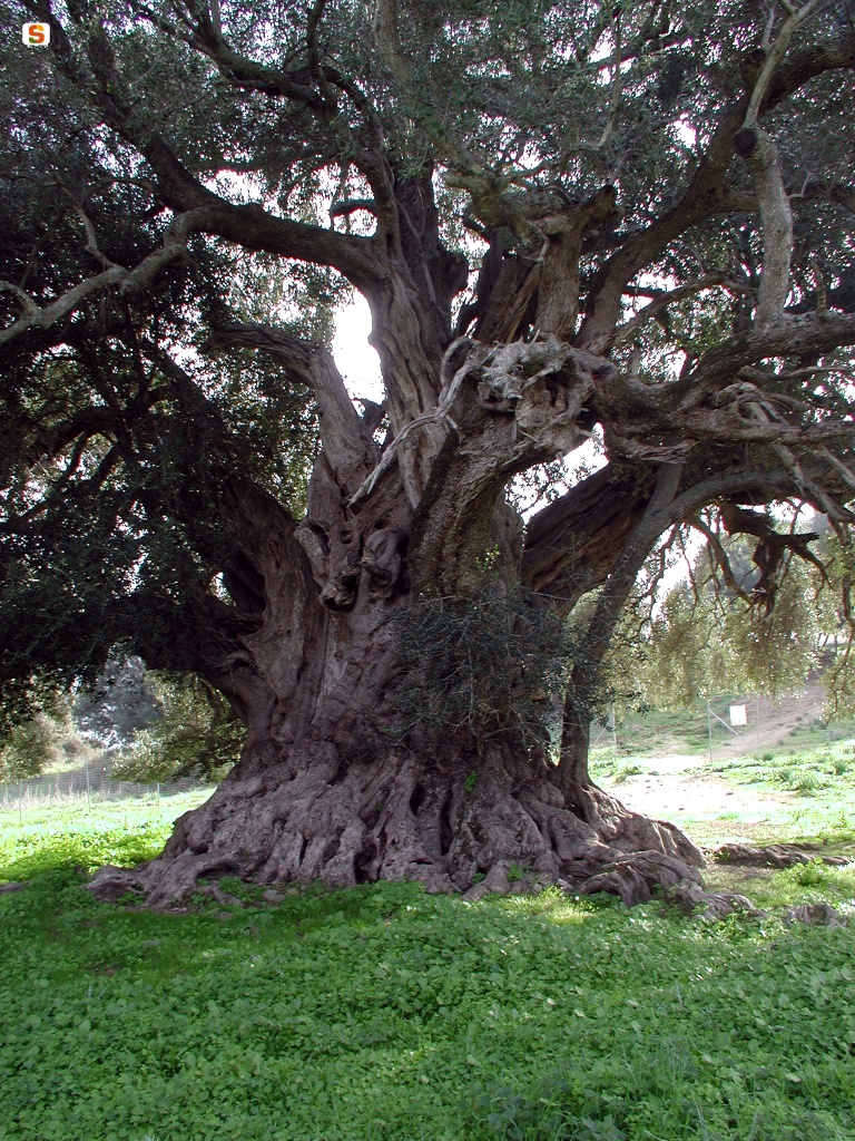 Luras, albero di olivo