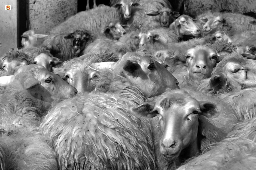 Pecore nella campagna sassarese
