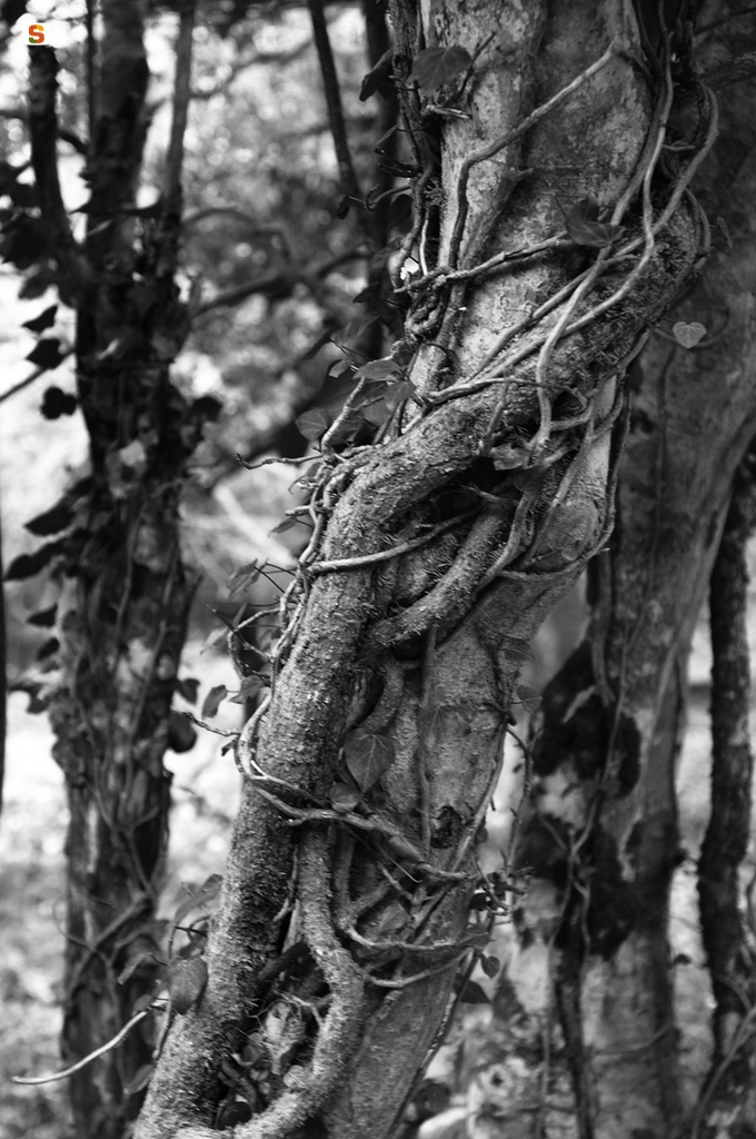 Groviglio di rami sul tronco di un albero