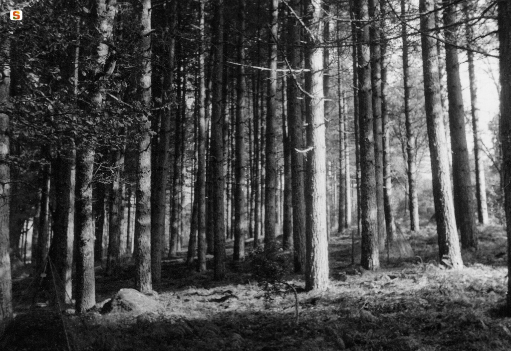 Bultei, foresta Fiorentini: pineta di pino laricio