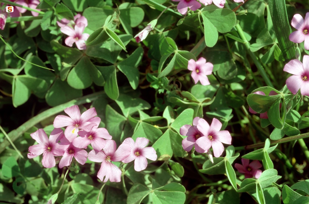 Oxalis articulata