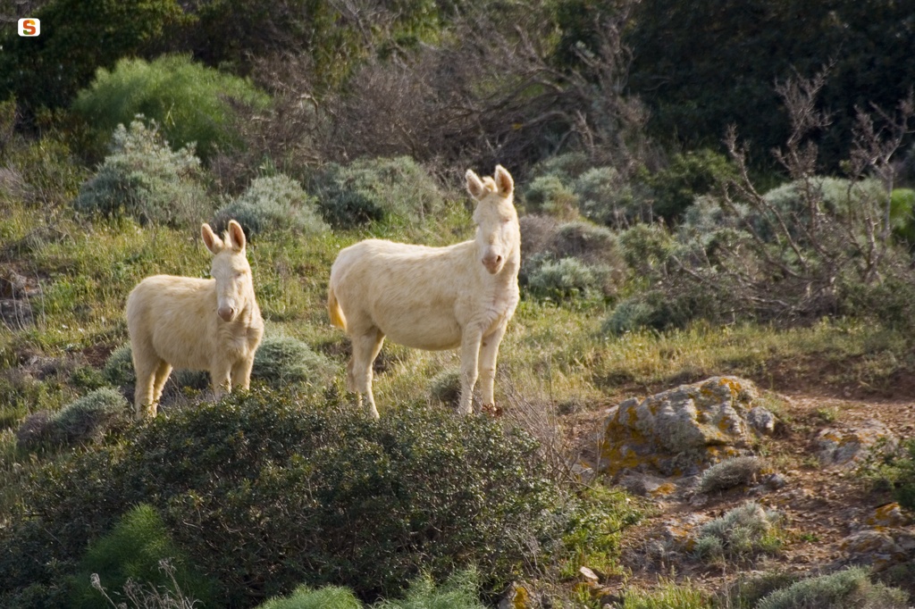 Asinelli bianchi dell'Asinara
