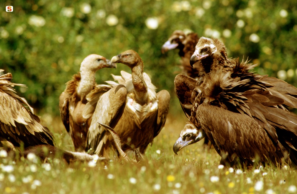 Avvoltoi monaci e grifoni