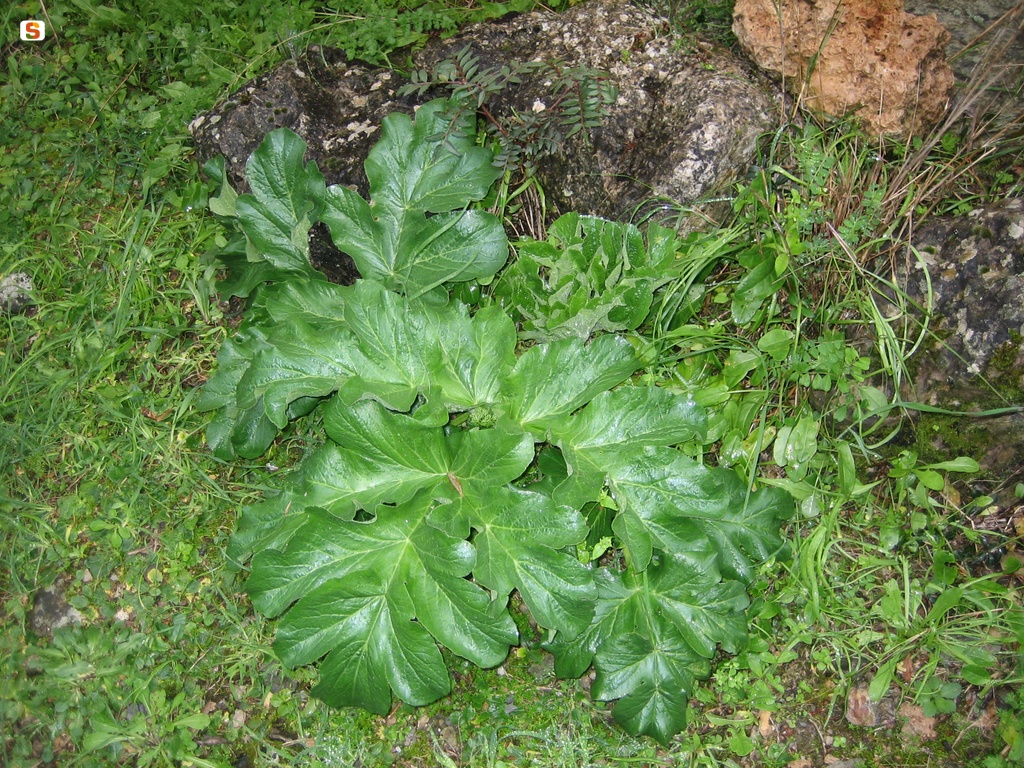 Flumendosa, pianta endemica