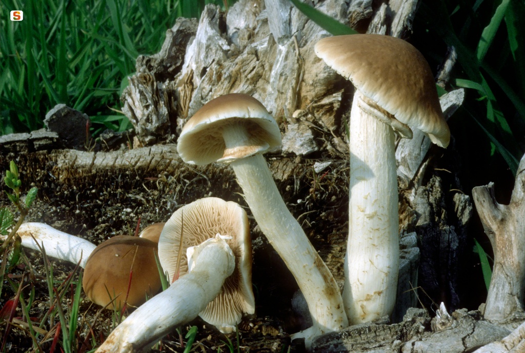 Agrocybe cilindracea