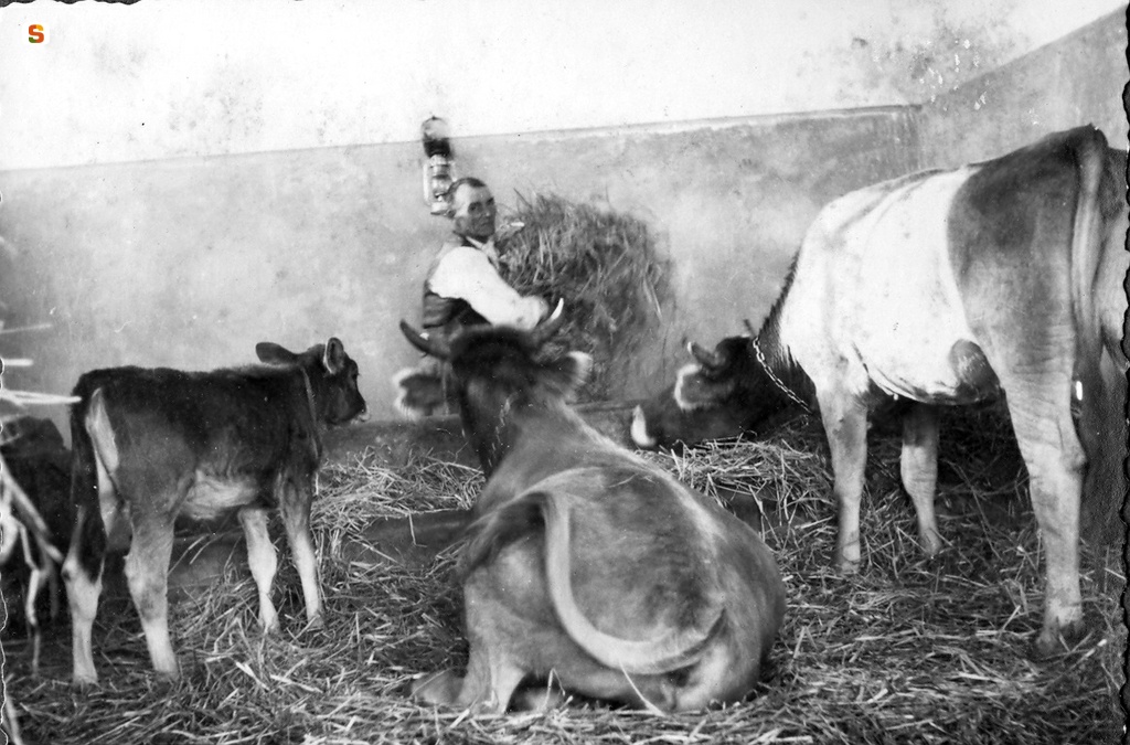 Azienda di Foresta Burgos: bovini di razza sarda