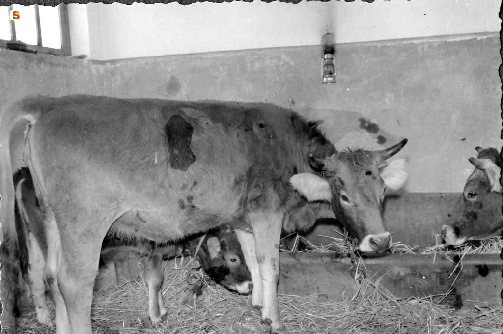 Azienda di Foresta Burgos: bovini di razza sarda