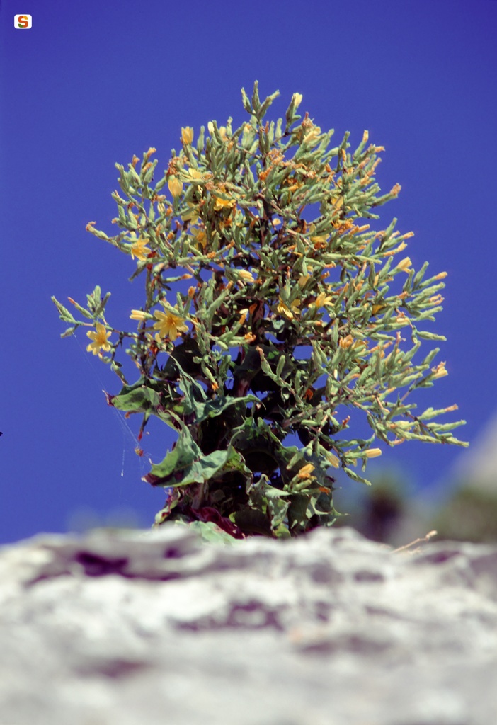 Lactuca longifolia