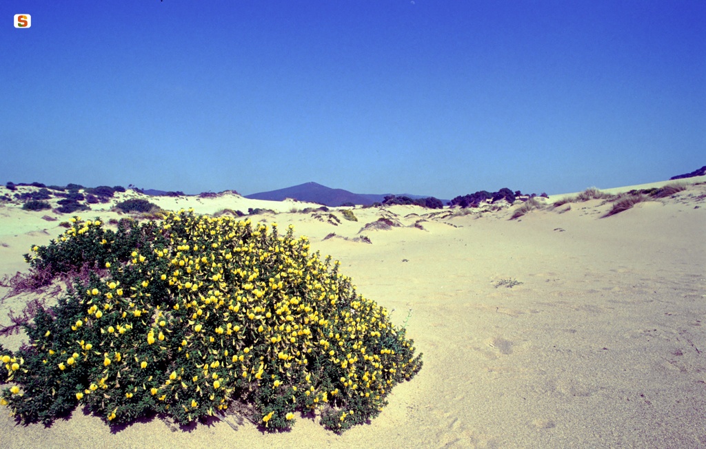 Arbus, le dune di Piscinas