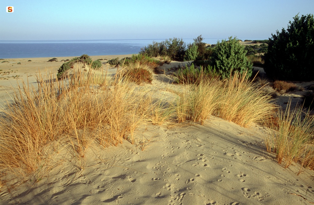 Arbus, vegetazione sulle dune di Piscinas