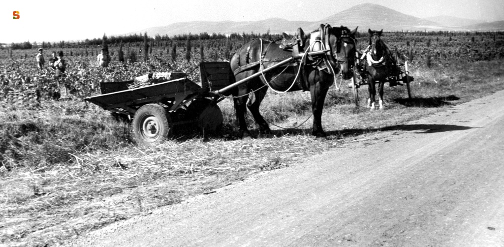 Carri utilizzati per il trasporto dell'uva durante le operazioni di vendemmia