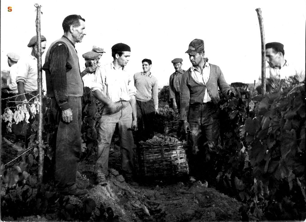 Raccolta dell'uva durante le operazioni di vendemmia nell'azienda di Lazzaretto