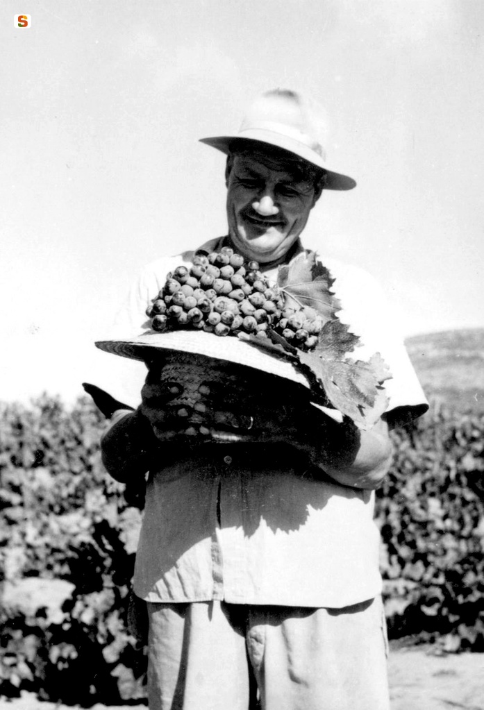 Assegnatario che mostra l'uva raccolta durante la vendemmia
