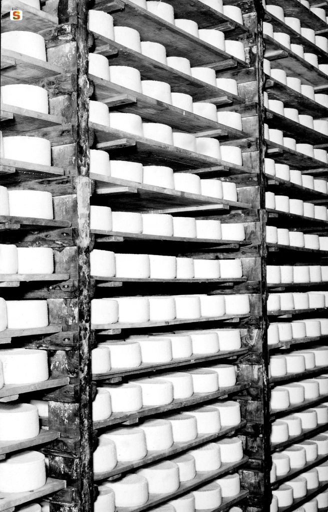 Caseificio di Arborea, forme di formaggio in fase di stagionatura