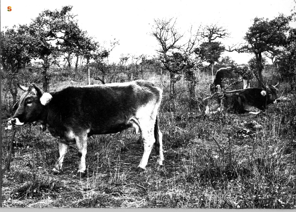 Allevamento bovino nei Centri di Colonizzazione ERSAT
