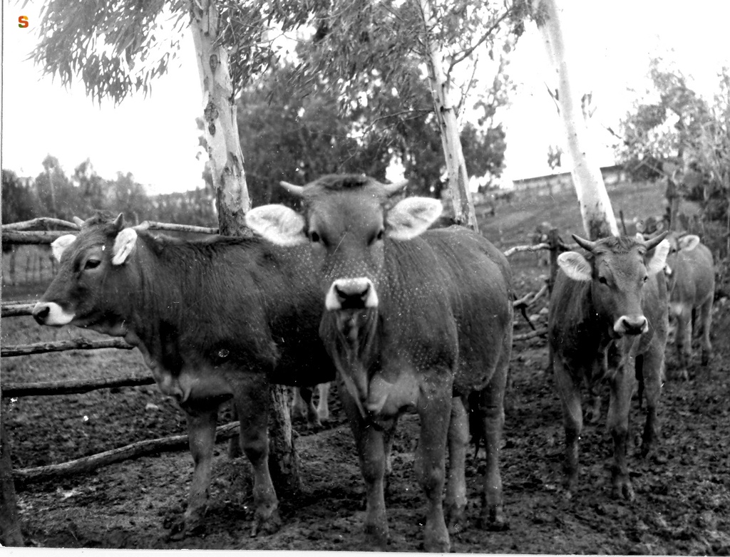 Allevamento bovino nei Centri di Colonizzazione ERSAT