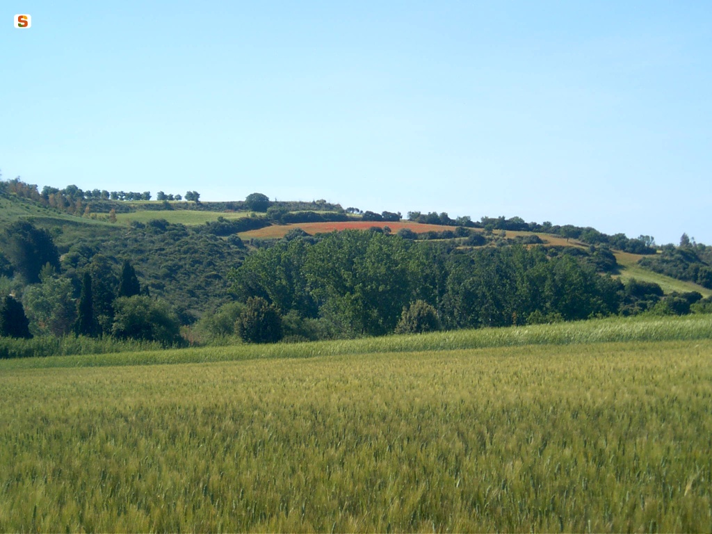 Ortacesus, prova dimostrativa di coltivazione: campo di cereali