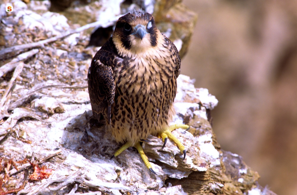 Giovane esemplare di falco pellegrino - Falco peregrinus