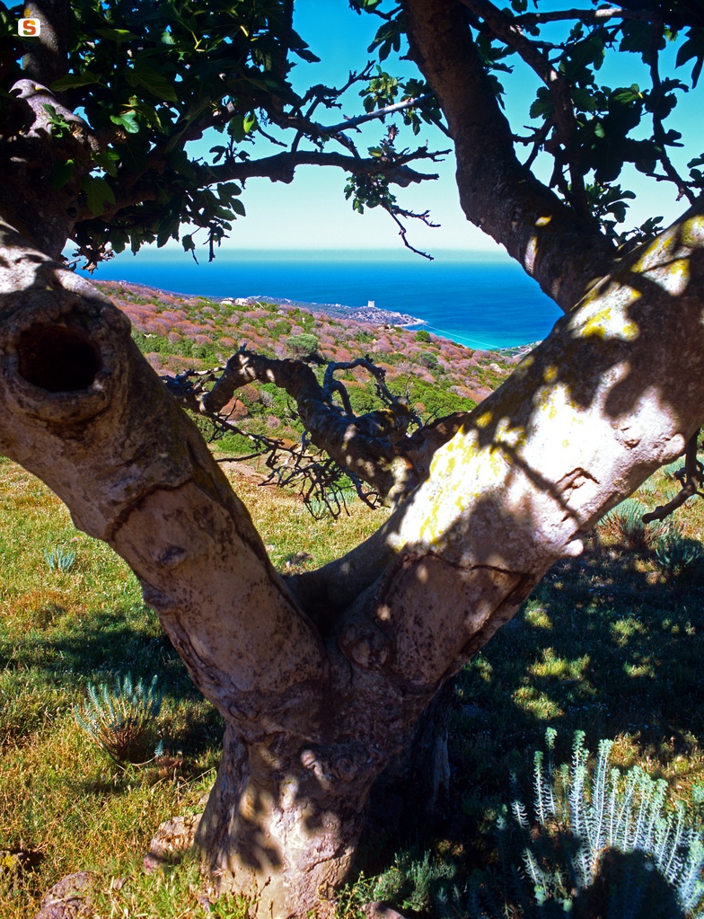 Vetusto albero di fico a Elighe Mannu. Sullo sfondo: Torre di Cala d'Arena