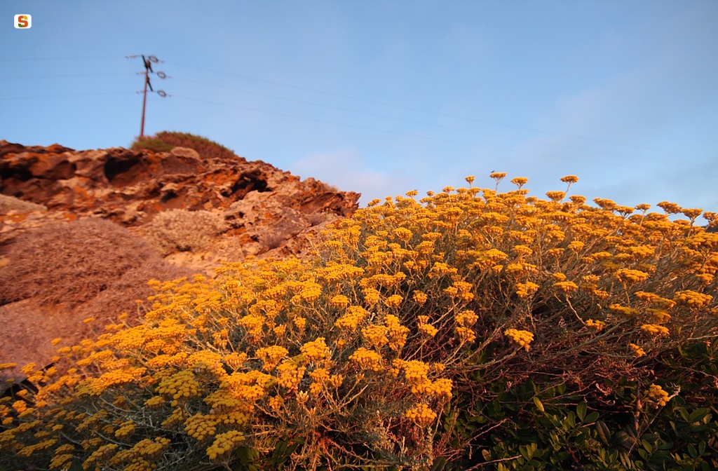 L'elicriso fiorito. Punta sa Nave. Asinara Porto Torres