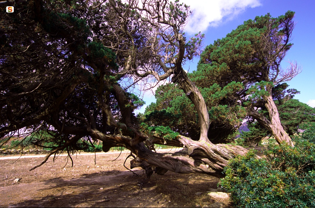 Ginepro fenicio - Juniperus pheniceae - nella località di Campu Perdu