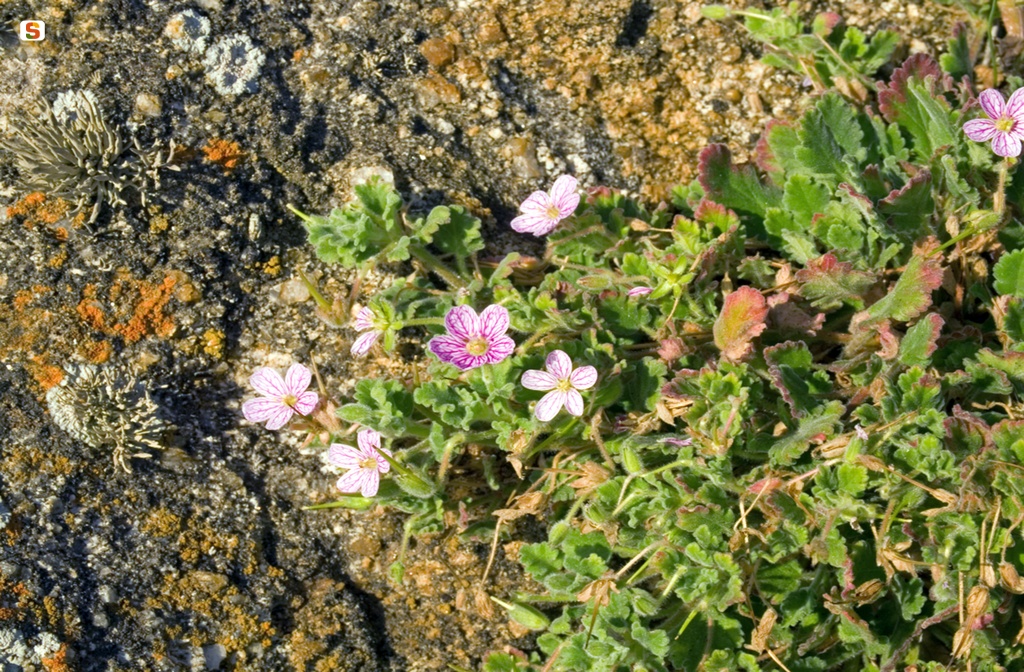 Erodium corsicum  sotto il faro di Punta Scorno