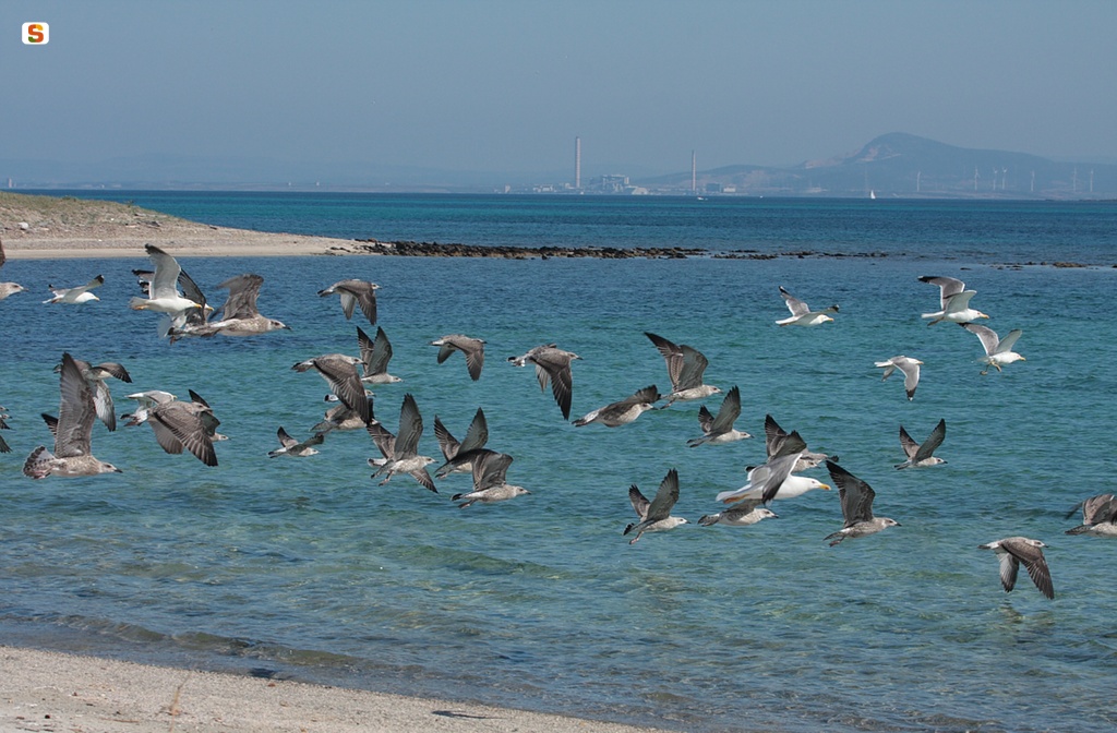 Gabbiani reali sulla Spiaggia di Cala Spalmadori