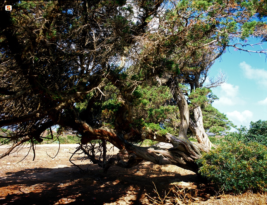 Ginepro fenicio (Juniperus phoenicea) a Cala Reale