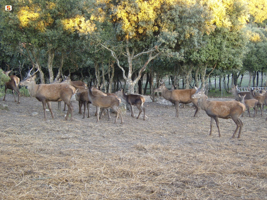 Laconi, esemplari di cervo sardo in località Biancone