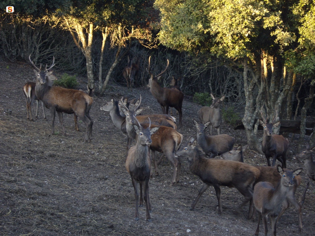 Laconi, esemplari di cervo sardo in località Biancone
