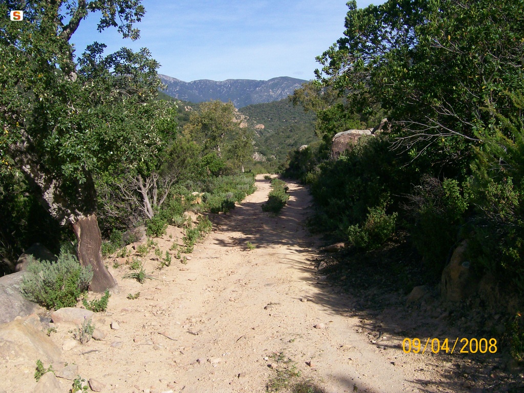 Talana, sentiero nei pressi di Funtana Carcinadorgios