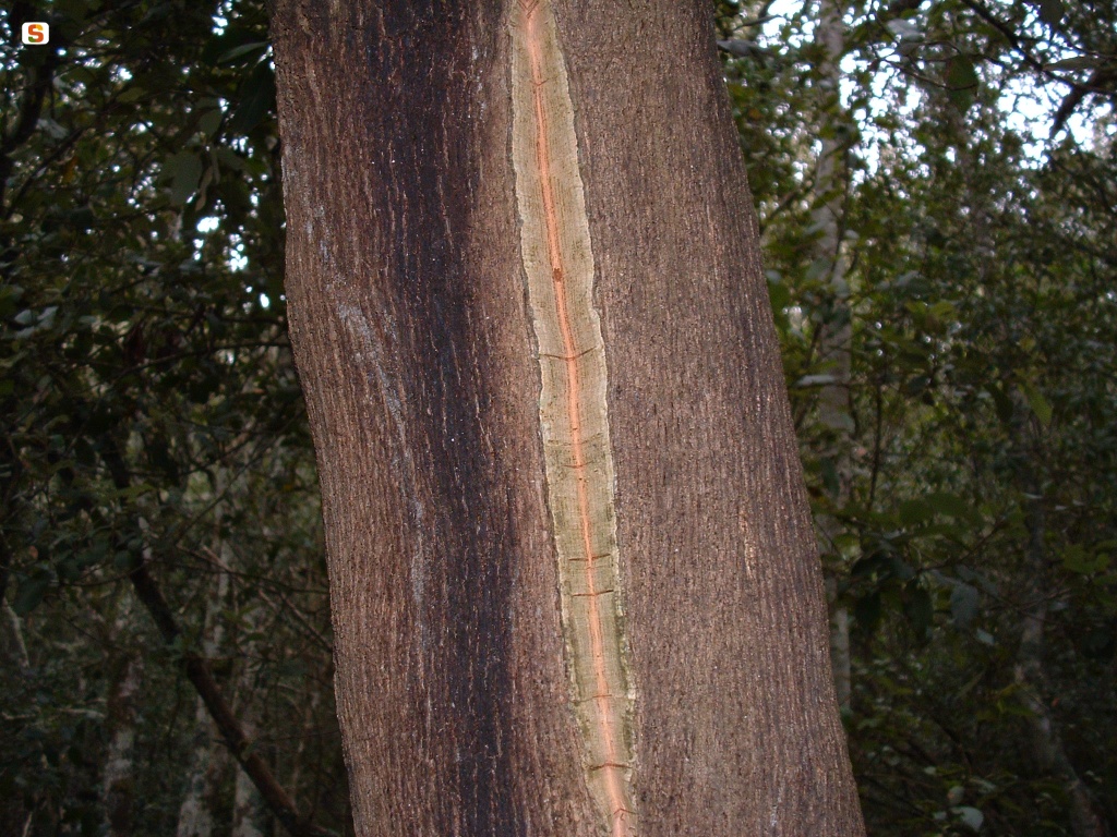 Nughedu Santa Vittoria, particolare di una quercia da sughero