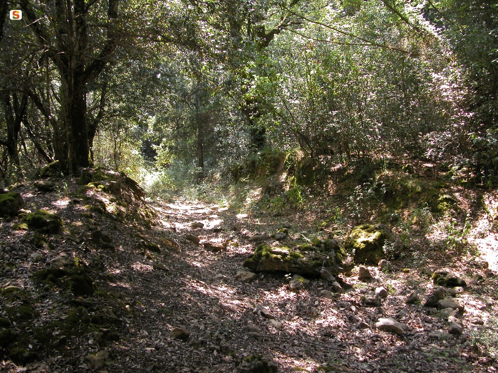 Sadali, carareccia in foresta Cannas