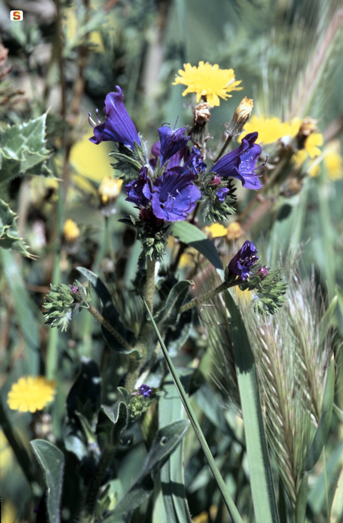 Viperina azzurra (Echium vulgare)
