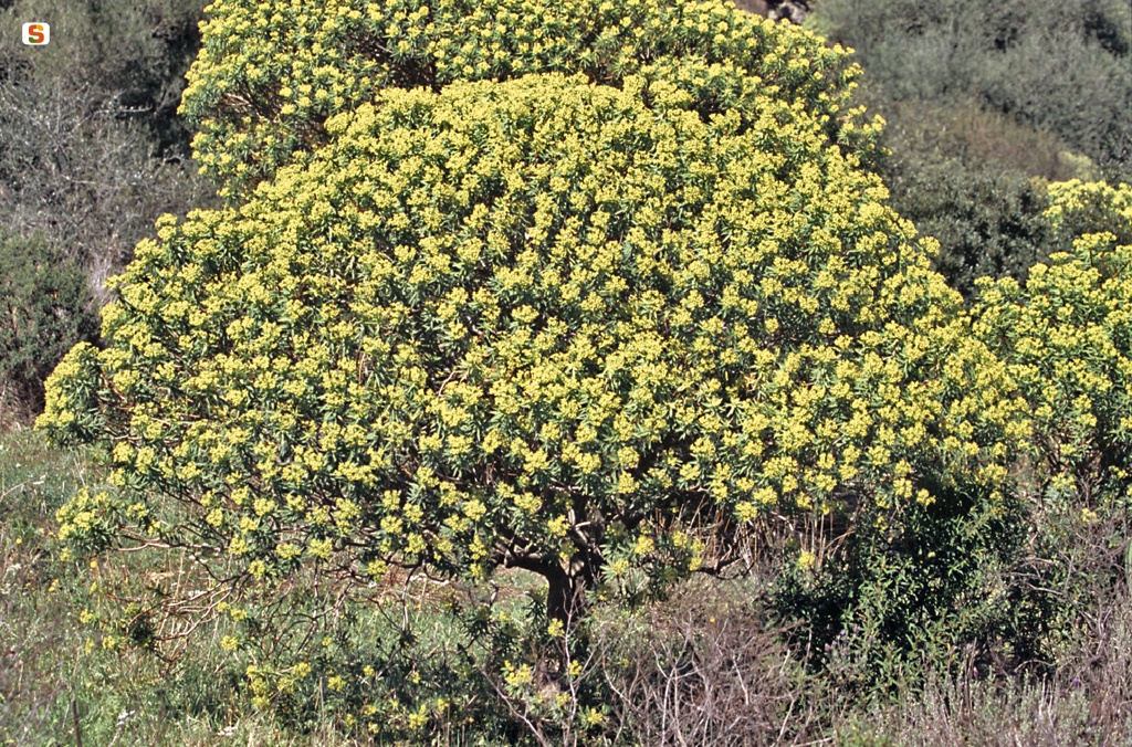 Euforbia arborescente (Euphorbia dendroides)