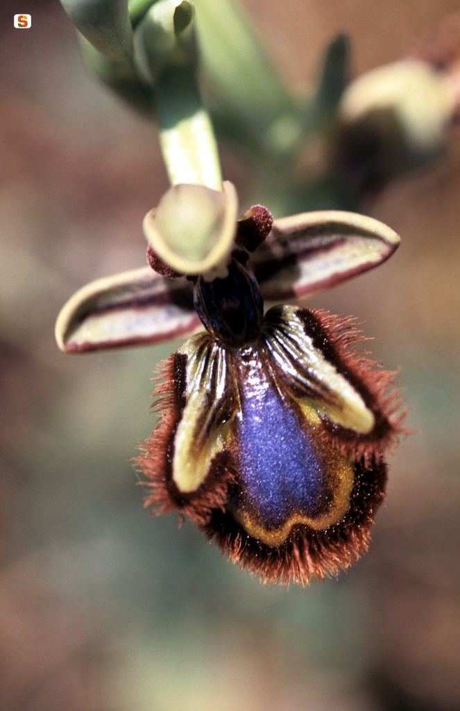 Orchidea specchio o ofride specchio(Ophrys vernixia)