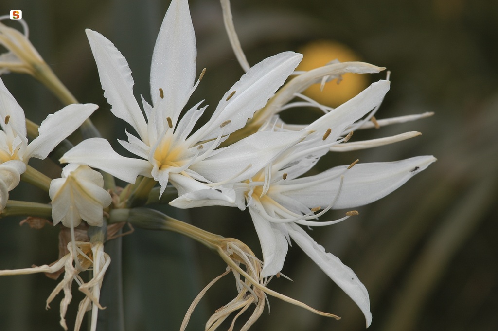 Giglio stella pancrazio (Pancratium illyricum)